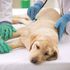 sick dog 