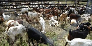 Some goats at the Kimalel Goat Auction in Baringo County on December 21, 2019