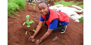 planting trees