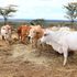 Boran cattle