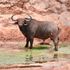 Buffalo
