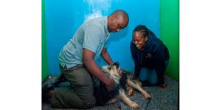 Pets Paradise