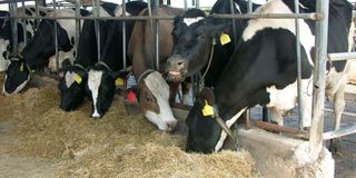 Friesian cows