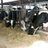 Friesian cows 
