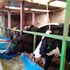 Dairy cows 