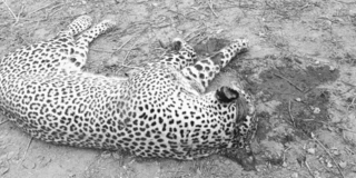A leopard that was killed after attacking two people in Batani Village in Kwale