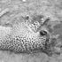 A leopard that was killed after attacking two people in Batani Village in Kwale