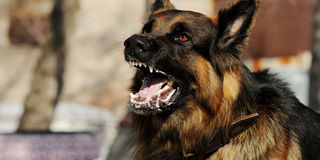 A rabid dog. It is important to teach children to learn to assess when a pet might be dangerous to them.