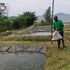 Fish Farming