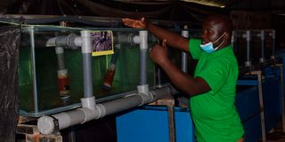 Fish Farming