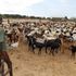 Cattle raid