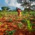 Taita Taveta farms 
