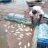 fish cages 