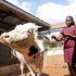 A farmer with one of her dairy cows. 
