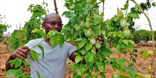 Dennis Nguma with a passion fruit seedling at his farm in Mavindini, Makueni County.