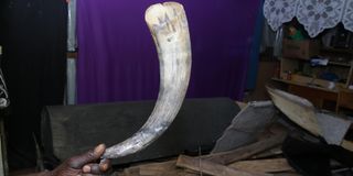 Horn