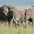 elephants 