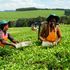 Tea picking
