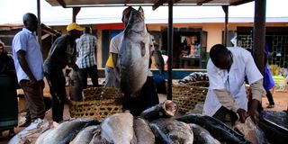 Nile Perch