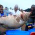 Nile Perch 2