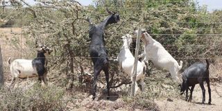 Goats