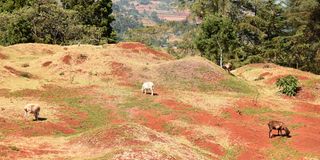 Sheep graze at the stalled Kamariny Stadium
