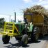 sugarcane