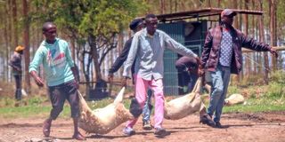 Individuals who invaded part of the Kenyatta family-owned Northlands City and stole livestock