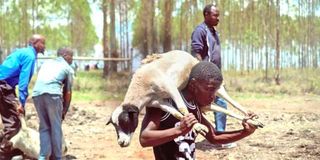 Some of the Individuals who invaded part of the Kenyatta family-owned Northlands City and stole livestock