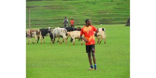 Kapkatet FC players drive cattle out of the football pitch at Kapkatet Stadium