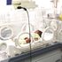 Incubator
