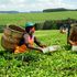 Tea picking