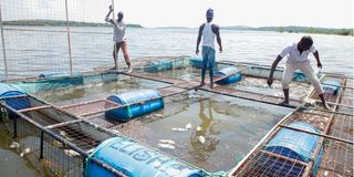 Fishermen collect dead fish from fish cages in Lake Victoria