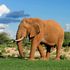 bull elephant