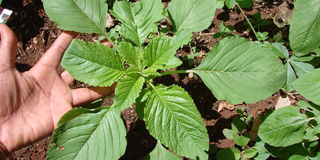 Amaranthus cruentus