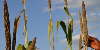 Pennisetum glaucum