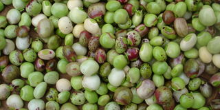Pigeon Pea