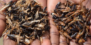 Flying termites