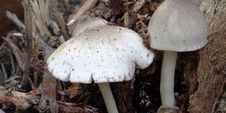 Termitomyces spp