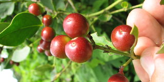 Conkerberry or Carissa spinarum