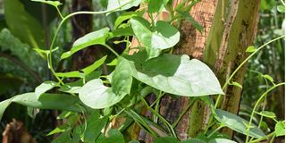 Leptadenia hastata or Ekamong'o