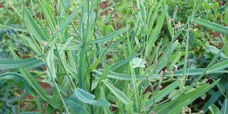 Slender leaf 'mitoo'