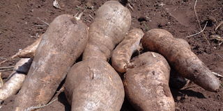 Arrow Root