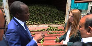 Kisii Avocado