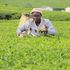 A worker at Nandi Tea Estate Limited in Nandi Hills 
