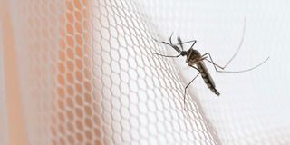 Mosquito nets