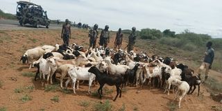 Security officers along Loruk- Chemolingot road with dozens of livestock they recovered at Lemuyek Hill in Tiaty