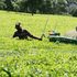 Tea estates
