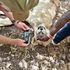 amboseli lions killed