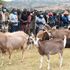 Dairy goats 